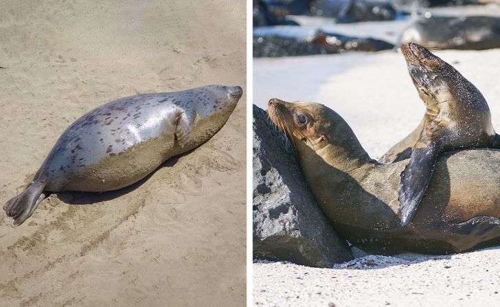 你了解大熊猫哪些知识,大熊猫隔多久能生一次宝宝