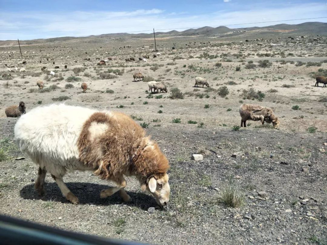 巴里坤旅途,巴里坤采风