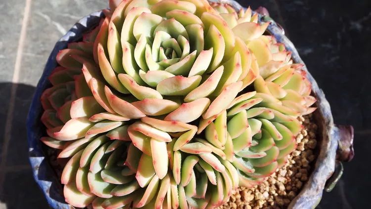 爱机车,爱多肉,宝妈花姐的诗和远方