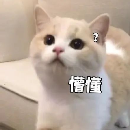 新手养猫指南猫咪长肉发腮攻略,猫咪基础体检和新猫体检