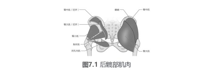 泡沫轴筋膜放松髋部,髋部灵活性泡沫轴
