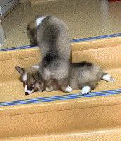 灏忕煭鑵挎煰鍩烘悶绗戣棰戝ぇ鍚堥泦,鍙埍鐨勫皬鐭吙鏌熀鐙楃嫍