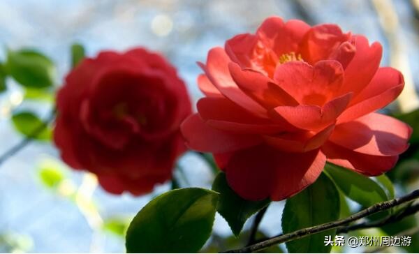 十种最旺客厅的花冬季,春节喜庆花卉有哪些