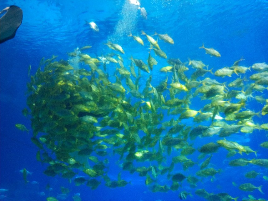 招商蛇口邮轮母港坐船去珠海长隆,广州长隆到珠海长隆可以坐邮轮吗