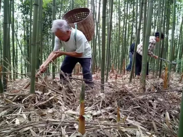 四月天山上春笋鲜,人间四月天春笋鲜