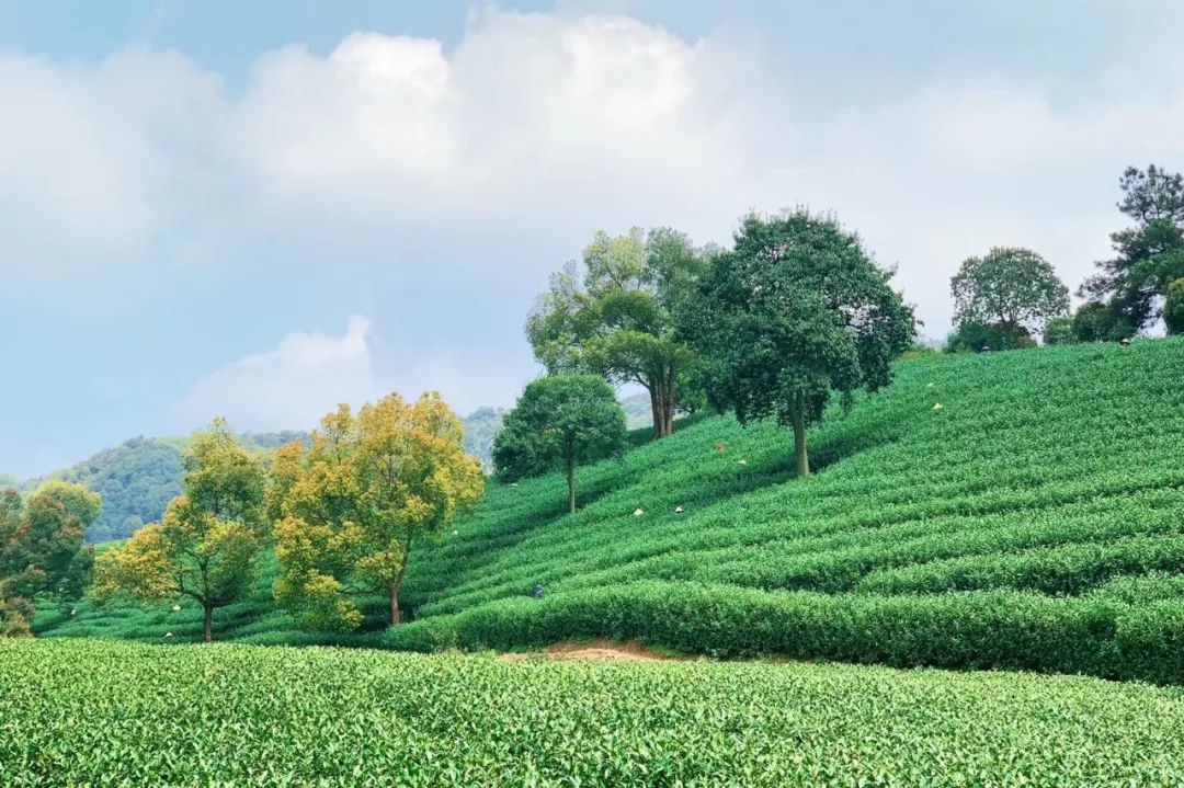 未来的杭州西湖,浙江杭州新西湖
