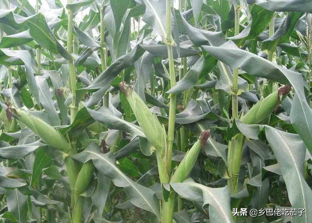 青贮玉米秸秆晒干了如何喂羊,秸秆青贮与牛羊养殖实践办法介绍