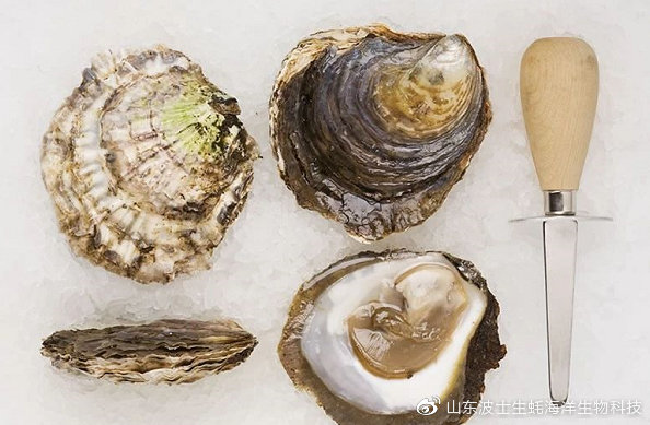 宵夜吃生蚝真实视频,宵夜湛江生蚝生吃