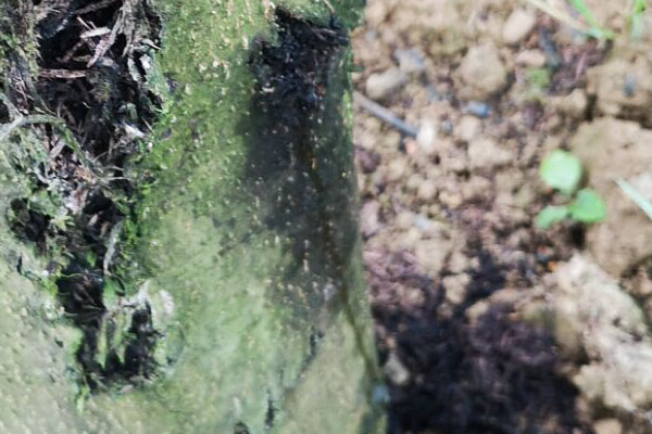 核桃树身上流黑水是啥病,核桃树树身腐烂流黑水用什么药