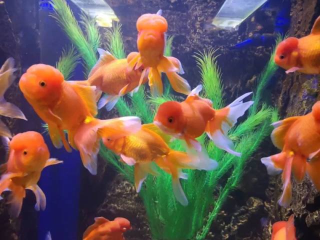 白鹿仓欢迎大家来白鹿仓观看直播,白鹿仓冰雪海洋旅游