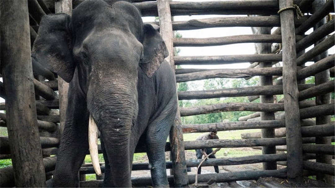 大象脚底可以感知很远的声音吗,大象听力来源于脚