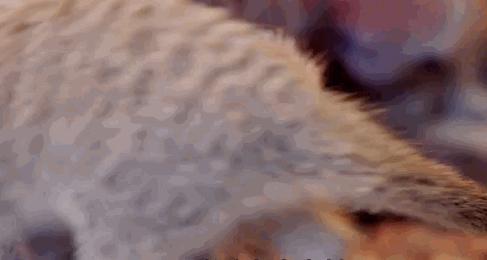 bbc纪录片最值得看的,bbc神级纪录片豆瓣评分超9