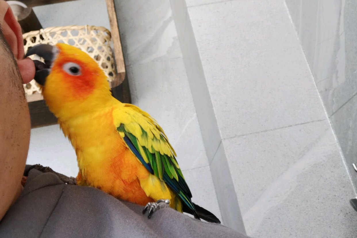 鹦鹉简单炫酷的技能,7个有趣的鹦鹉技巧