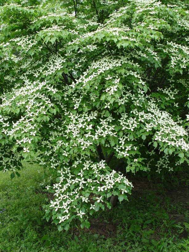 五月寻花地图:在北京,哪里能赏到四照花?