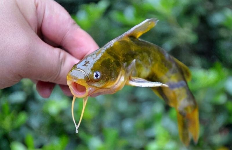 秋冬黄颡头鱼怎么钓,黄颡饵料可以钓什么鱼