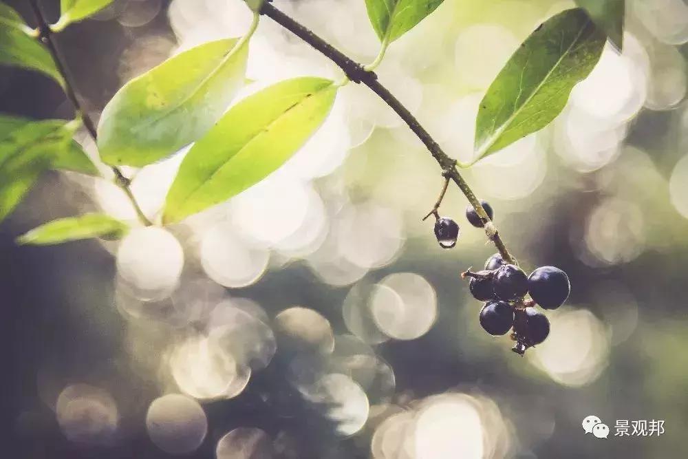 妞嶇墿椋庢按鐭ヨ瘑瑙嗛,妞嶇墿椋庢按涔︾睄