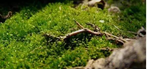 禅意庭院一定要用苔藓吗,禅意苔藓微景观制作视频