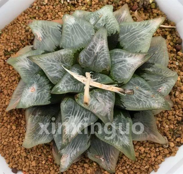 郭氏---台湾行之李瑞斌大棚及布楚礼多肉植物园游记