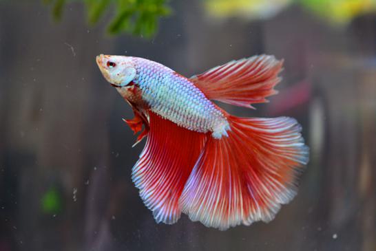 不臭不掉毛的宠物还好养,不咬人不掉毛的宠物推荐