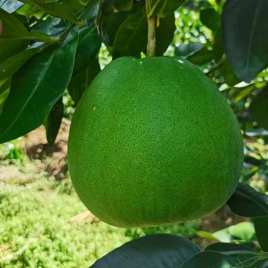 为何柚子树会掉小果,为什么种了几年的柚子不结果