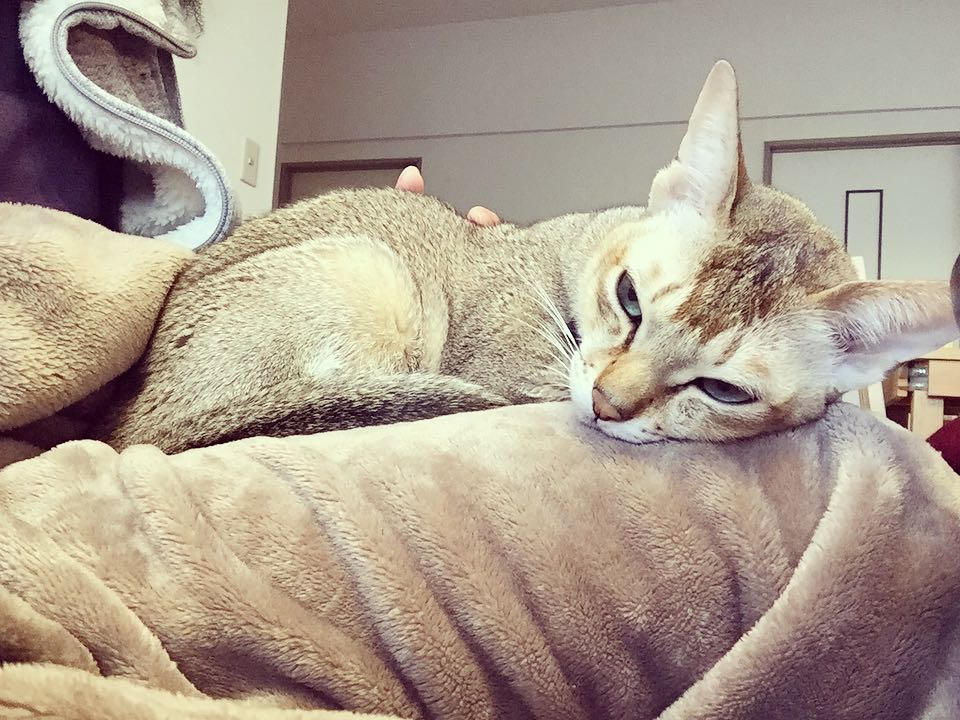 小猫咪便秘怎么办视频,小猫咪便秘的症状