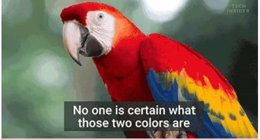 20个关于狗狗的冷知识，99.99%的铲屎官都不知道