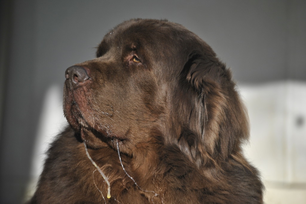 怎样清除房内的宠物毛,养宠物怎么去除房间异味