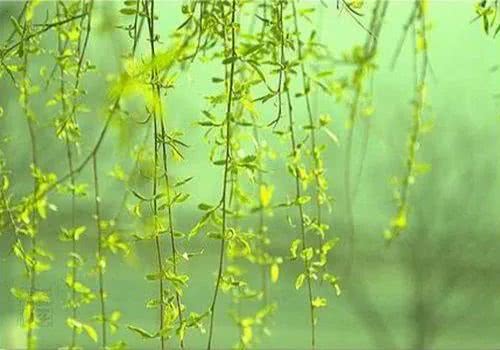 咏柳七言绝句大全,咏柳七言绝句100首