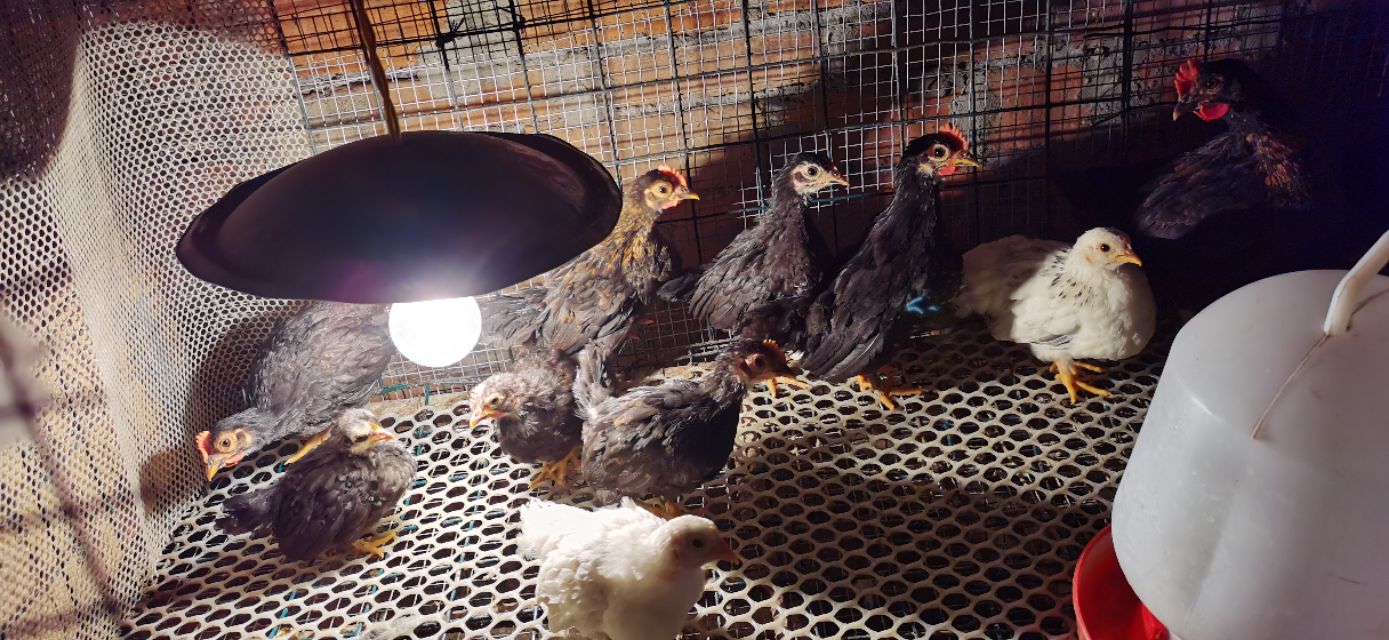 成都乌鸡养殖基地,大型观赏鸡养殖基地