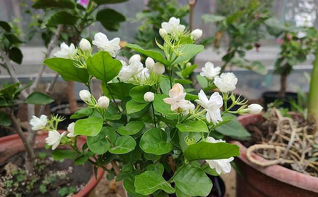 养茉莉花怎么浇水,养茉莉花注意事项