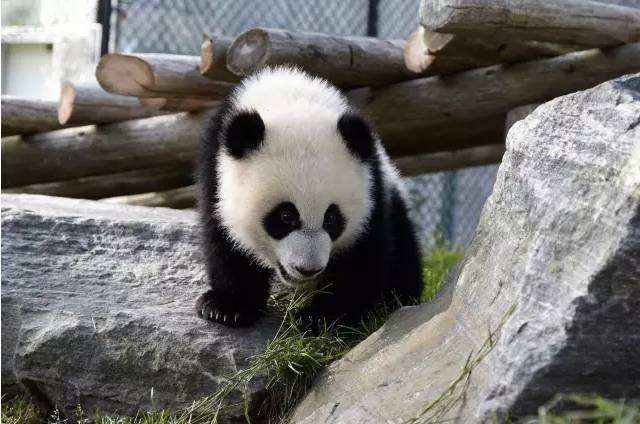 海狸是加拿大的国宝吗,加拿大国宝动物河狸简介