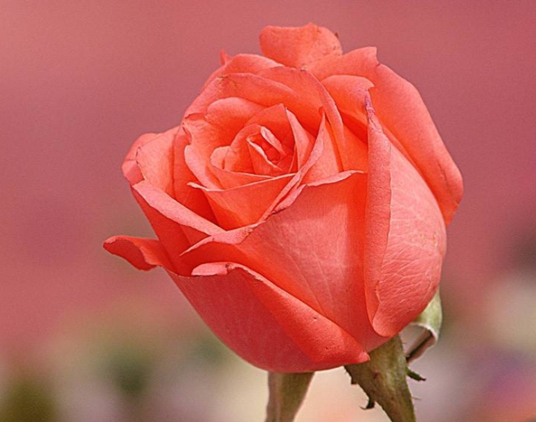 花中皇后月季花视频,小玫瑰月季怎么养护和管理