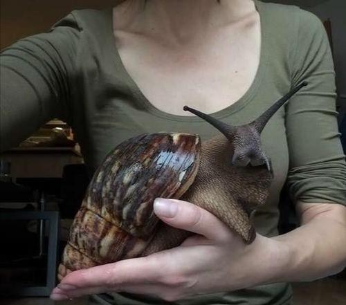 动物界顶级“房奴”，蜗牛从出生就要为了外壳努力，不惜得罪人类