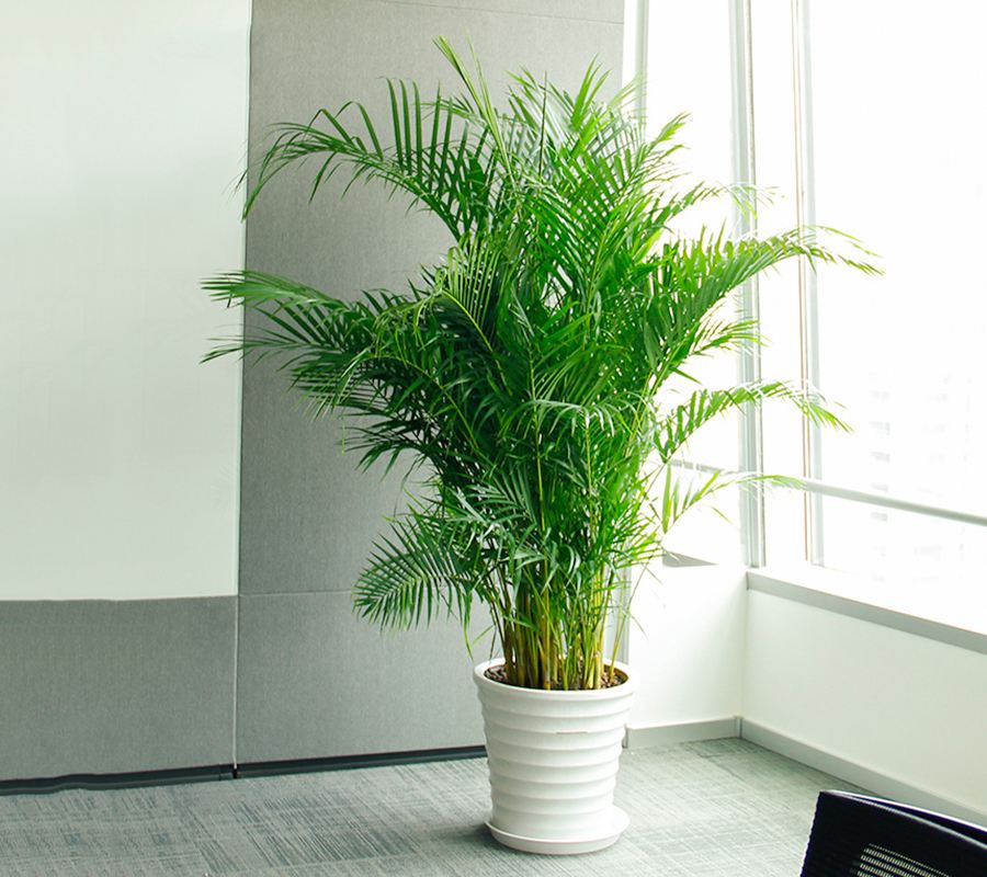 新房装修甲醛含量高的四种材料,室内去甲醛植物哪一种好