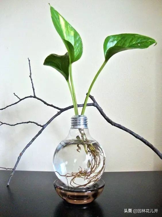 创意花盆简单制作方法,居家花盆