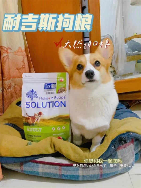 性价比高的狗粮推荐泰迪,耐吉斯狗粮和皇家狗粮哪个好