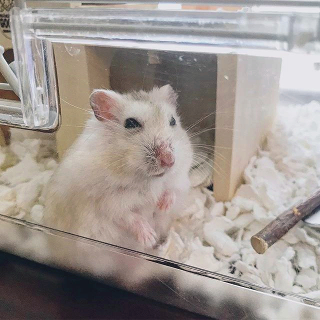 仓鼠得了肿瘤越来越瘦,怎么避免仓鼠得肿瘤的