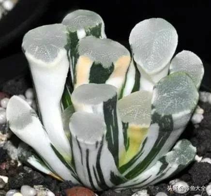 世界名贵花图片大全集,世界上最漂亮名贵的花卉