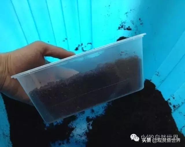 守宫最佳繁殖方法,守宫小技巧