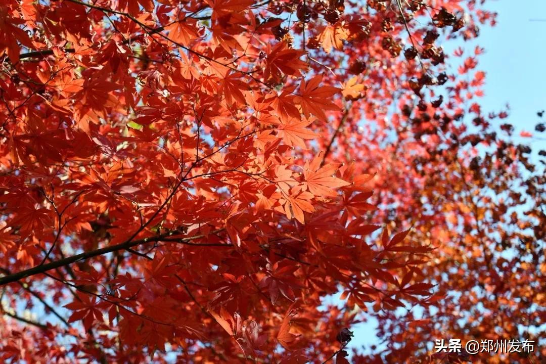 广州长隆野生动物园全览图,郑州第一野生动物园在什么地方