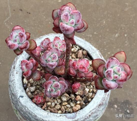 汤姆漫画好养么,汤姆漫画是冬种型吗