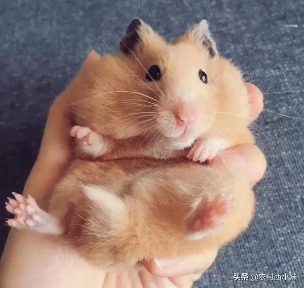 仓鼠越狱找回后该怎么避免又逃跑,仓鼠越狱后如何自己回来