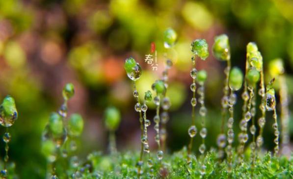 关于春分的习俗原来有这么多说法,春分的由来和习俗动画