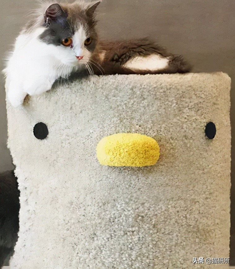 怎么惩罚猫咪挠沙发,猫咪不会挠坏的沙发