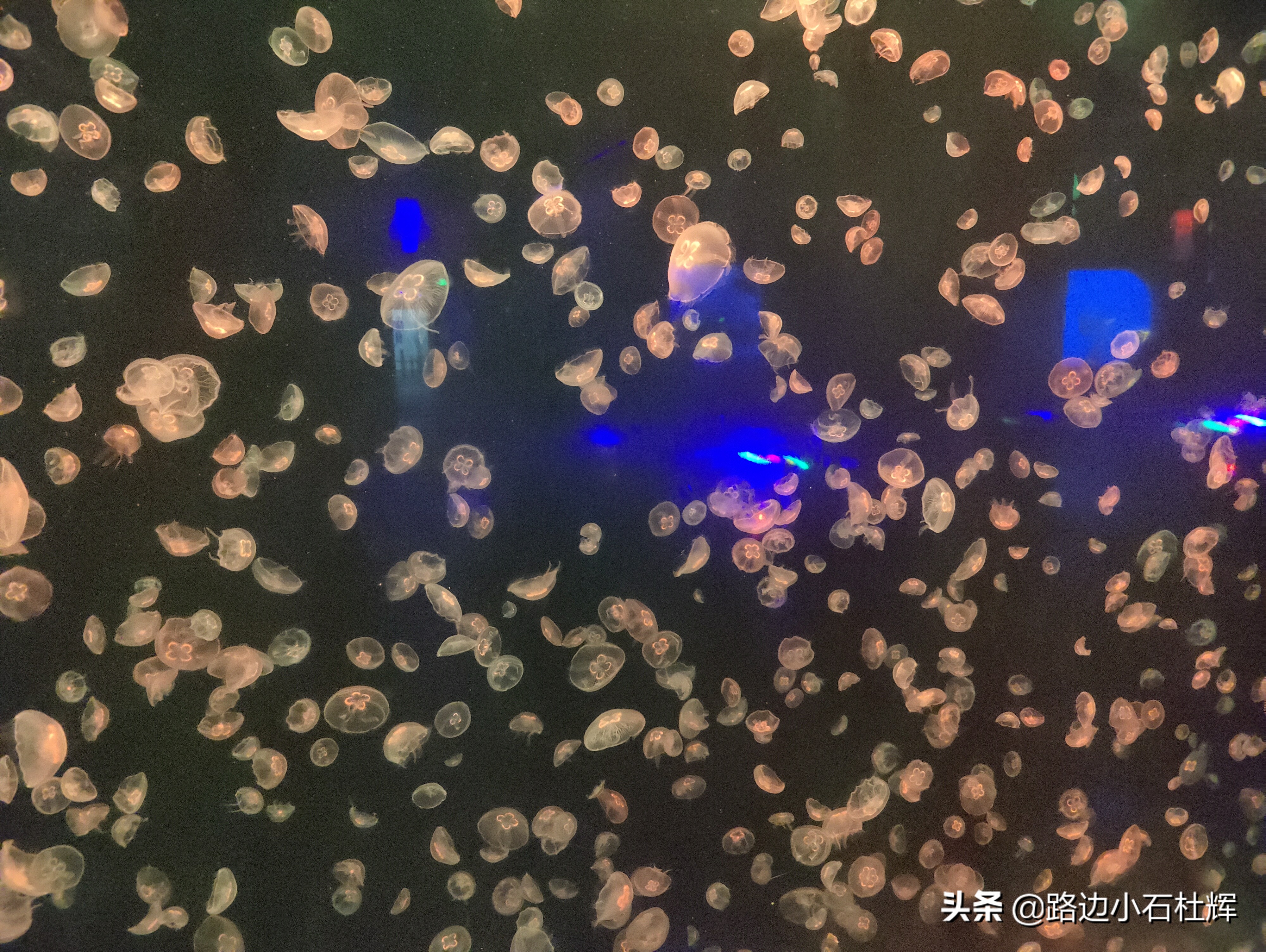 北京海洋馆游玩一览表,北京太平洋海洋馆海底世界