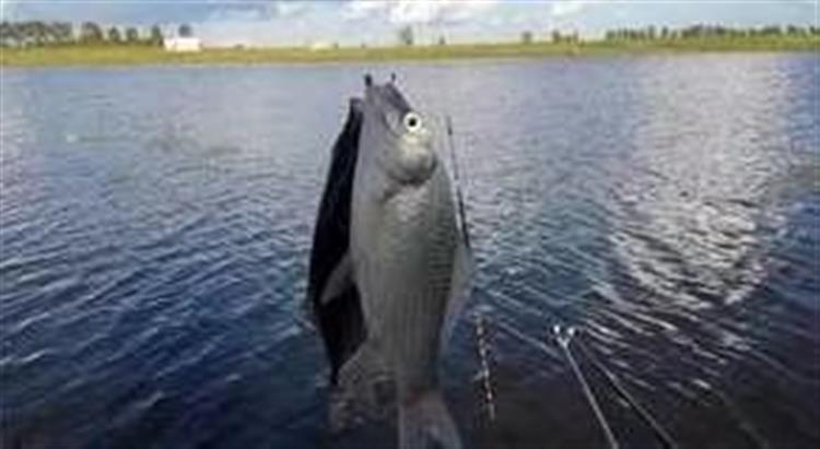 黑坑水底浆层如何处理,黑坑浆层太厚小药加多少