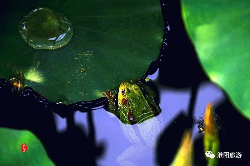 又见淮阳荷花香——唯美文章唯美荷，唯美视频唯美歌