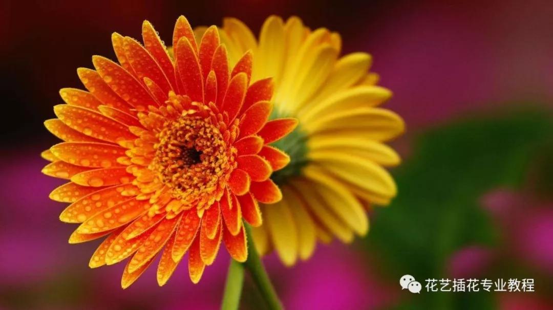 学花艺必备的花语,花艺师要知道的花与花语