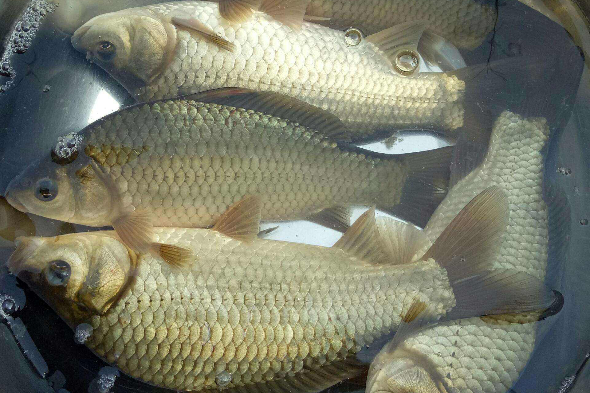 怎么在池塘钓大个体鲫鱼,野外钓鱼如何钓到大鲫大鲤鱼