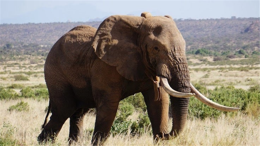 大象脚底可以感知很远的声音吗,大象听力来源于脚